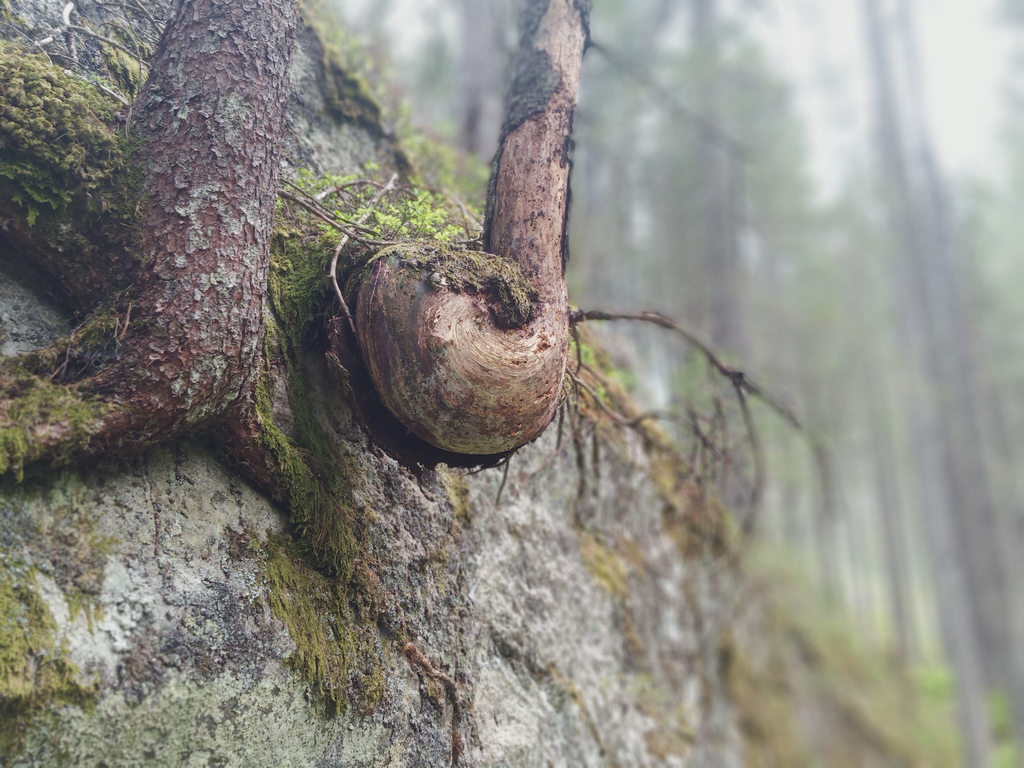 Wald Von A(stholz) Bis Z(emmgrund) – Tiroler Naturführerkurs 2021 Im Naturpark Zillertaler Alpen