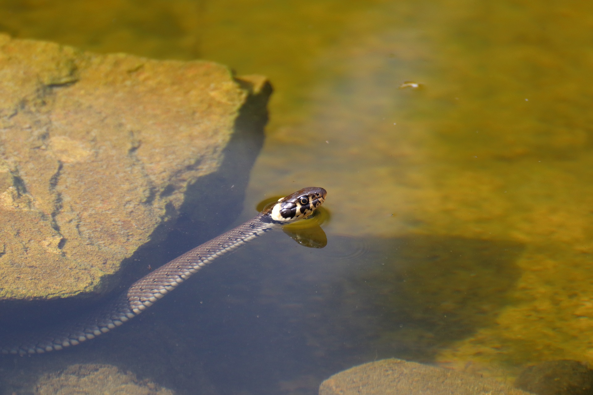 Natopia Ohrwurm Sommergespräche – Im Naturgarten