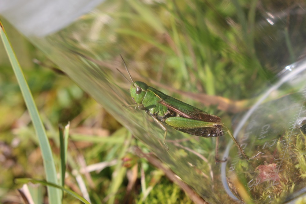 Sommer Naturerlebnistage In Obernberg – Insektentag