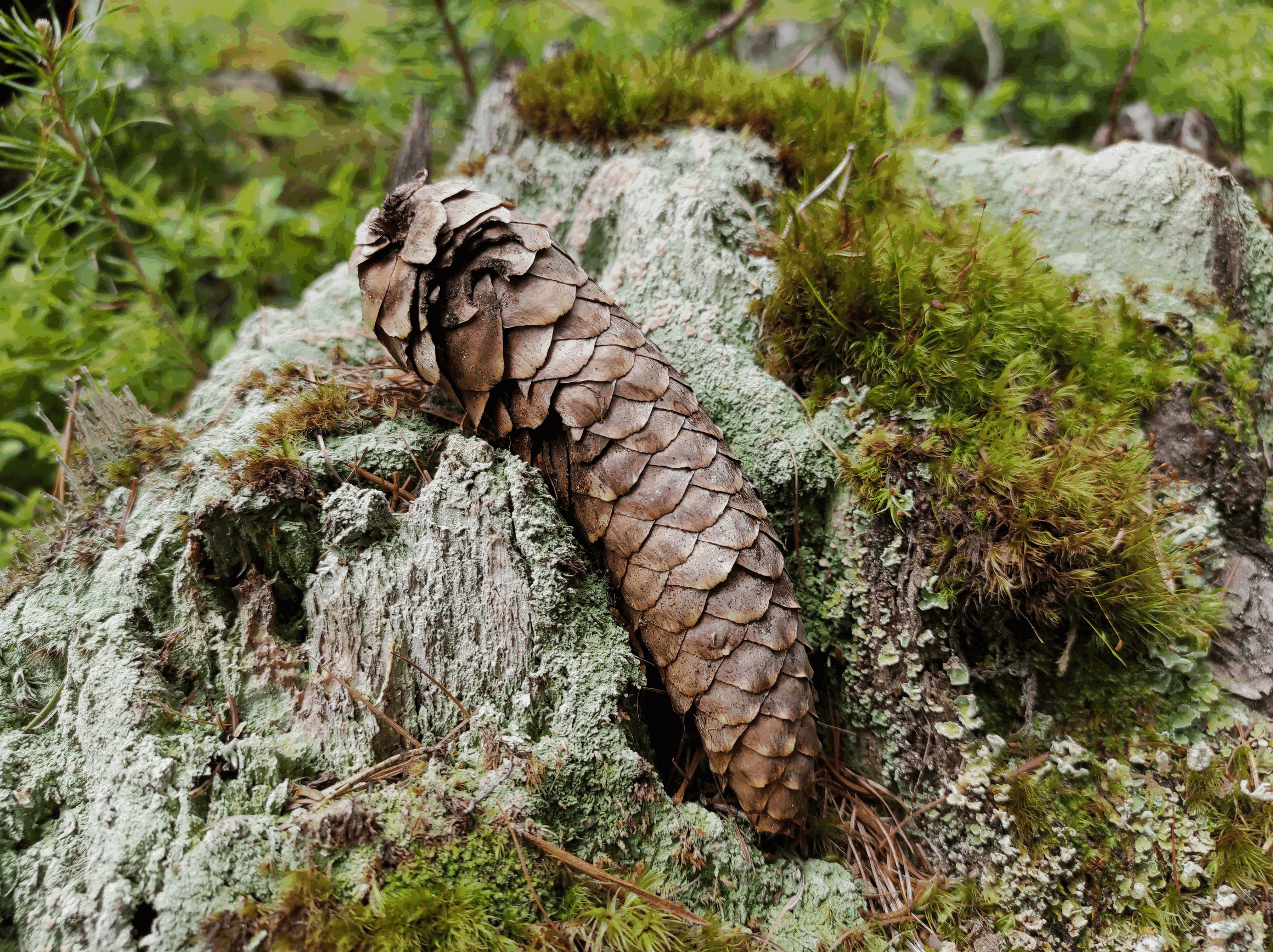 Wald Voller Wunder Im Naturpark Ötztal – Tiroler Naturführerkurs 2022 Geht In Die Zweite Runde