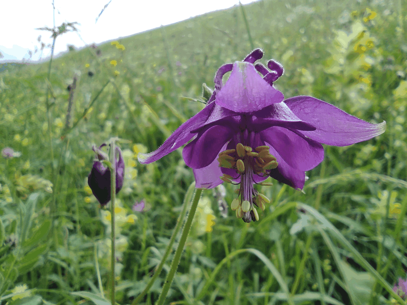 Wiesen Wie Früher – Tiroler Naturführerkurs „Modul Wiese“ Im Naturpark Tiroler Lech