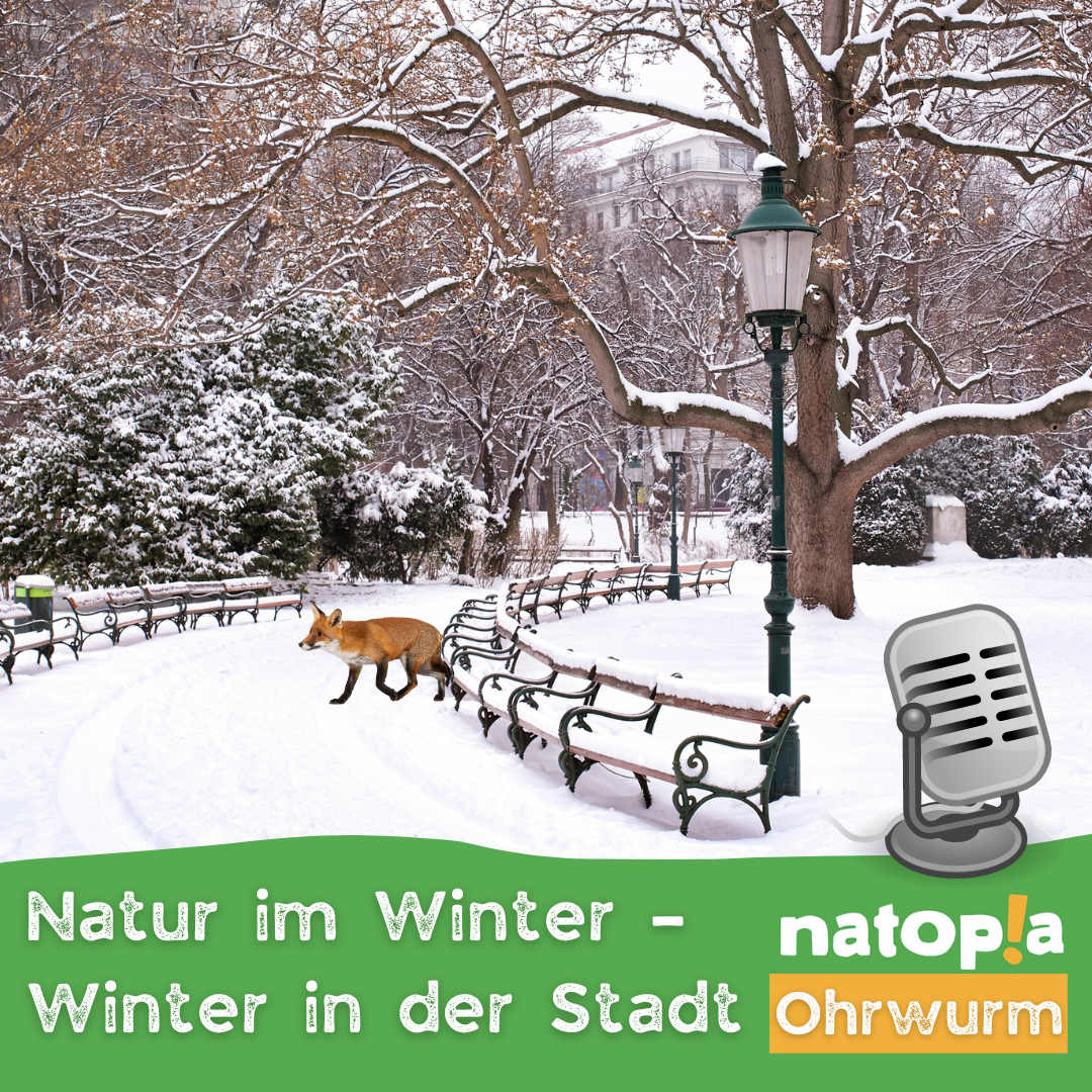 Ohrwurm Natur Im Winter, Winter In Der Stadt   Fuchs