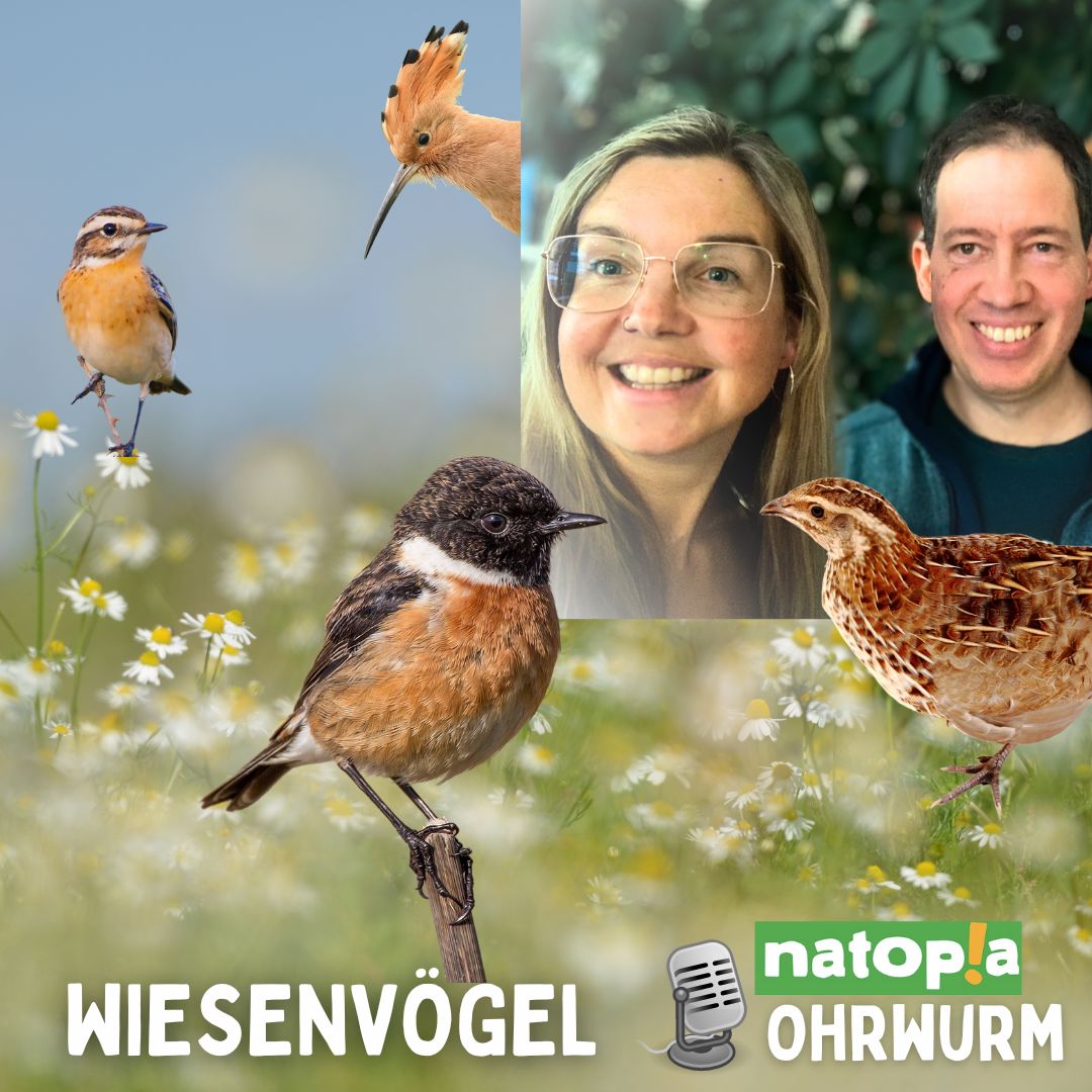 Natopia Ohrwurm – Wiesenvögel