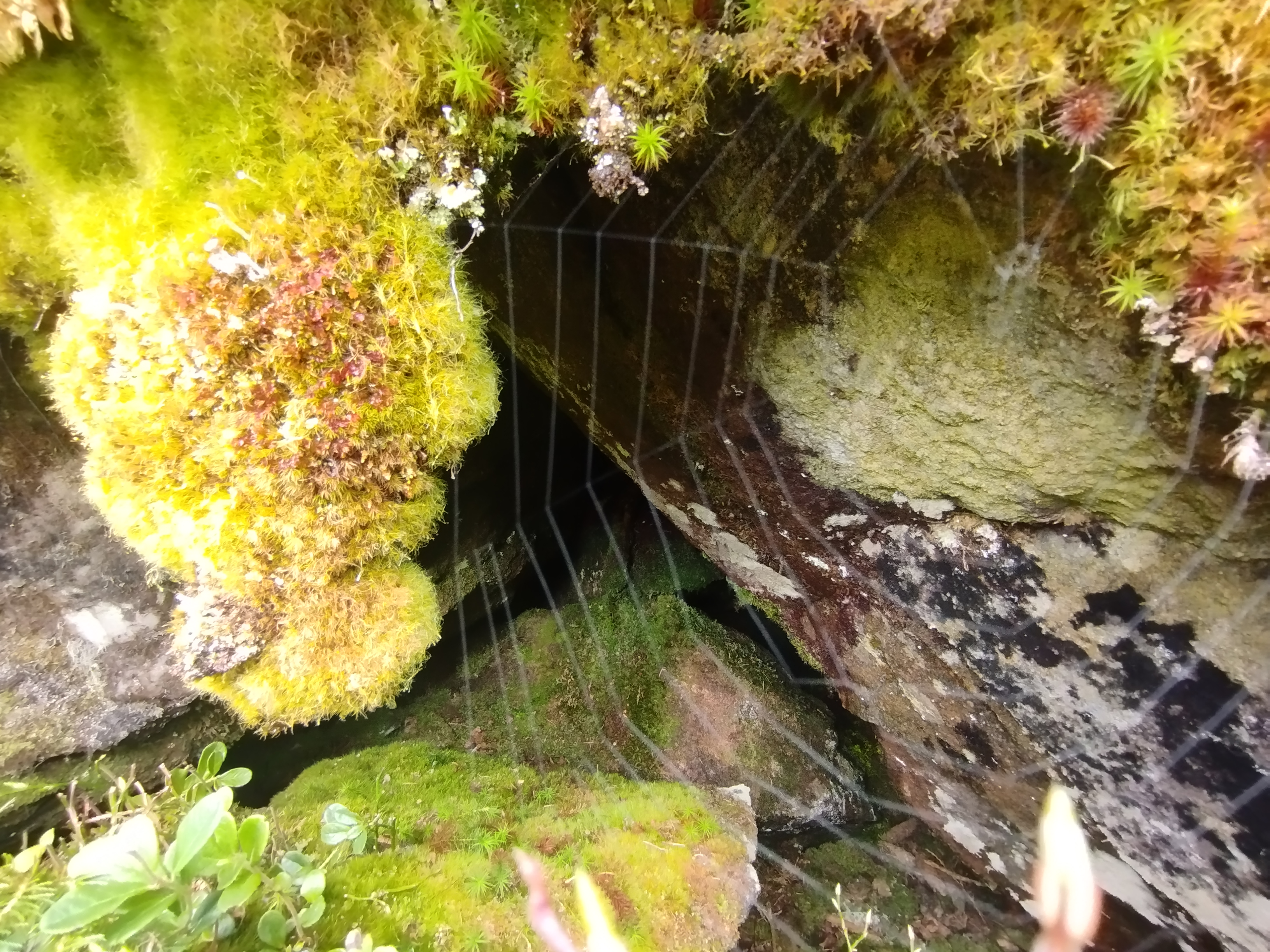 Den Wald Unter Die Lupe Nehmen – Tiroler Naturführer:innen Im Hochgebirgs-Naturpark Zillertaler Alpen, 18.-21. Mai 2023