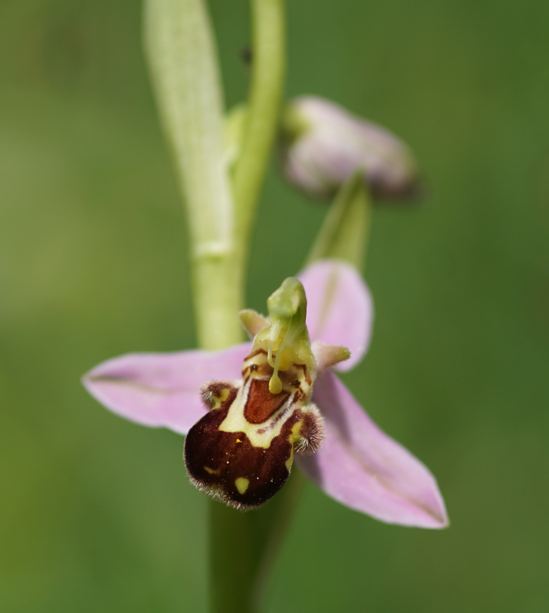 Ophrys Apifera Vils