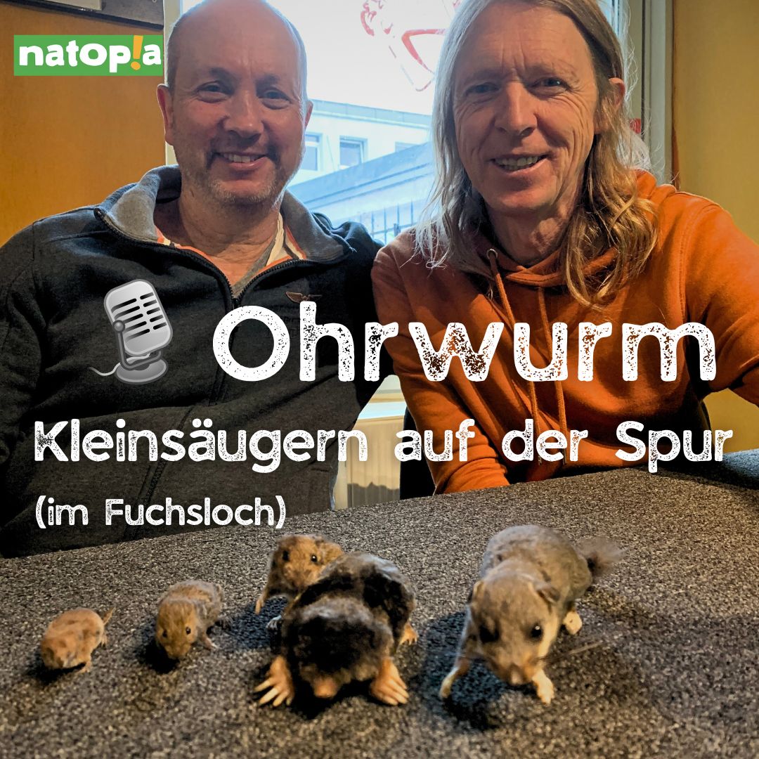 Kleinsäuger Ohrwurm