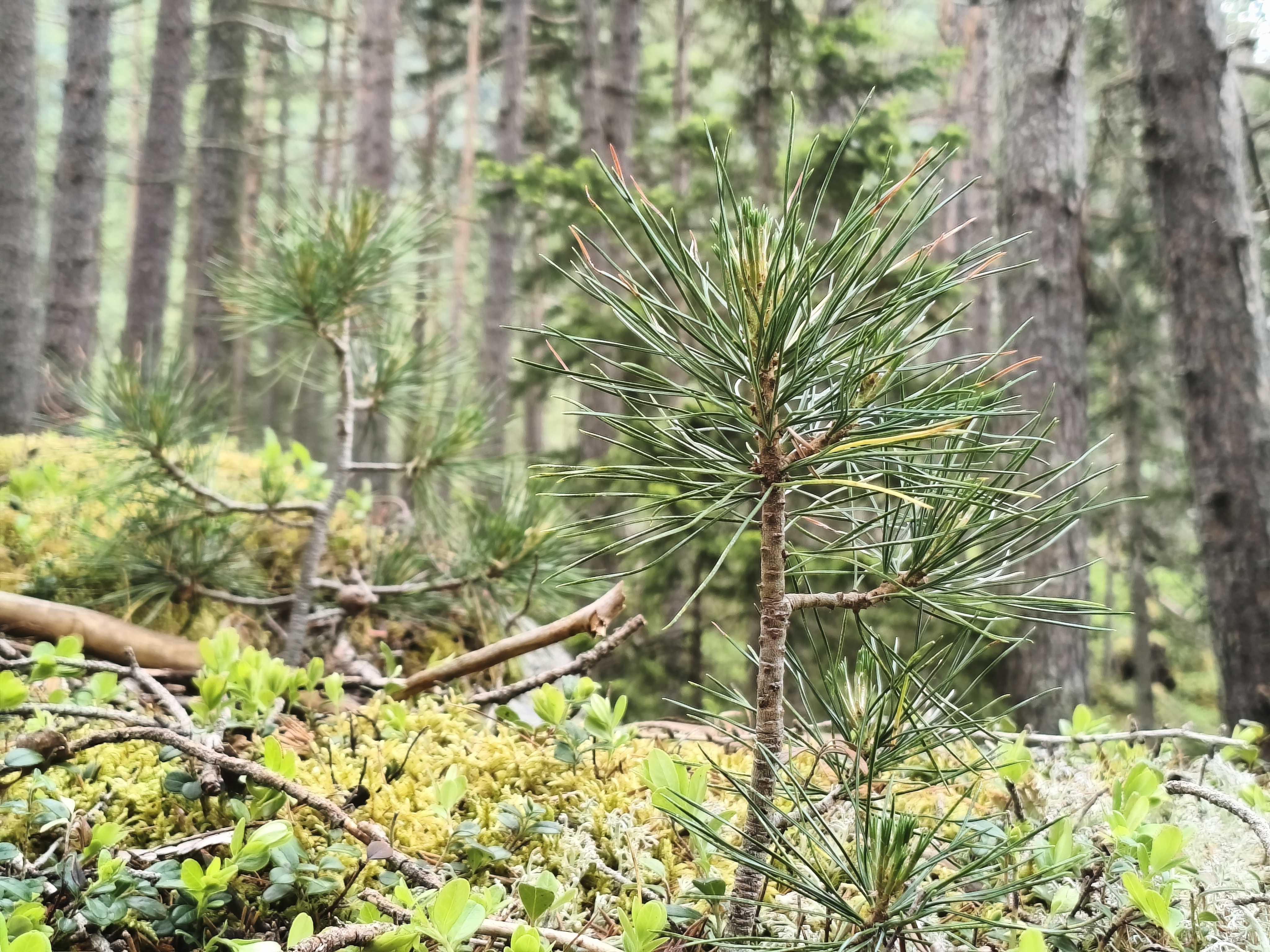 Waldvielfalt Im Naturpark Ötztal, Naturführer:innen Gruppe 2